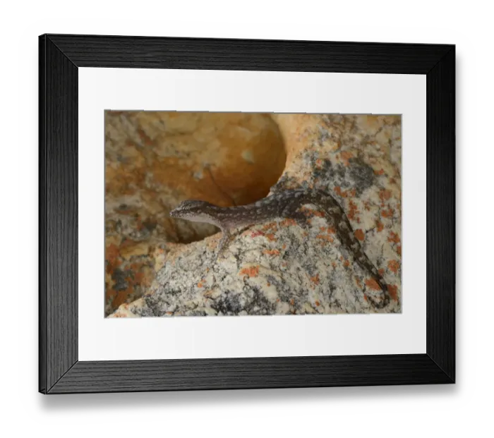 Framed Print : Marbled Leaf-toed Gecko (Afrogecko porphyreus) adult, resting on rock, South Africa, February Framed Print : Marbled Leaf-toed Gecko (Afrogecko porphyreus) adult, resting on rock, South Africa, February