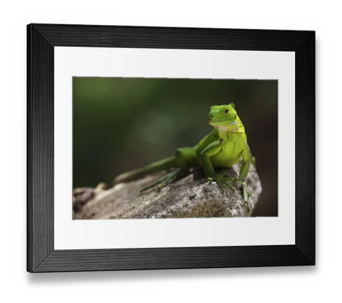 Framed Print : Green Iguana (Iguana iguana) adult, resting on rock, Dominica, Lesser Antilles, June Framed Print : Green Iguana (Iguana iguana) adult, resting on rock, Dominica, Lesser Antilles, June