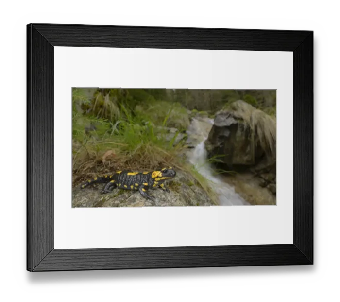 Framed Print : Fire Salamander (Salamandra salamandra) adult, resting on rock at edge of stream in forest habitat, Italian Alps