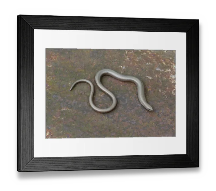 Framed Print : Slow-worm (Anguis fragilis) adult, resting on rusty tin, Warwickshire, England, April Framed Print : Slow-worm (Anguis fragilis) adult, resting on rusty tin, Warwickshire, England, April