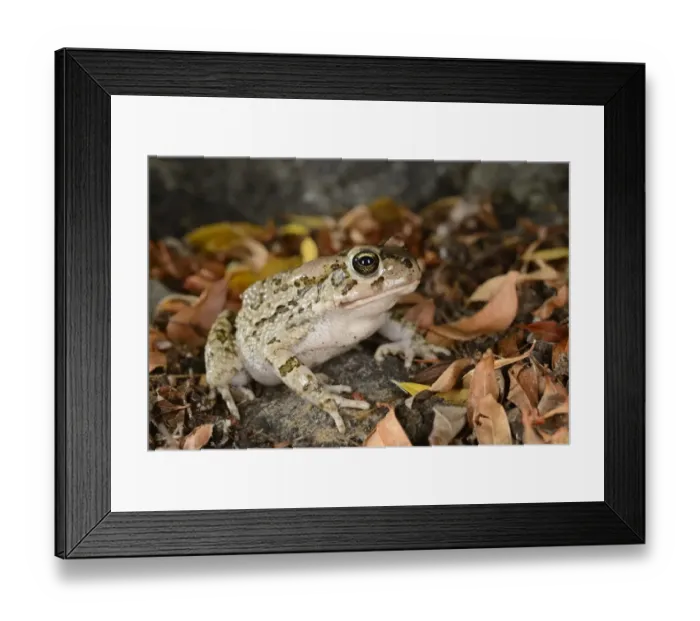 Framed Print : Rangers Toad (Amietophrynus rangeri) adult, sitting amongst fallen leaves, South Africa, February Framed Print : Rangers Toad (Amietophrynus rangeri) adult, sitting amongst fallen leaves, South Africa, February