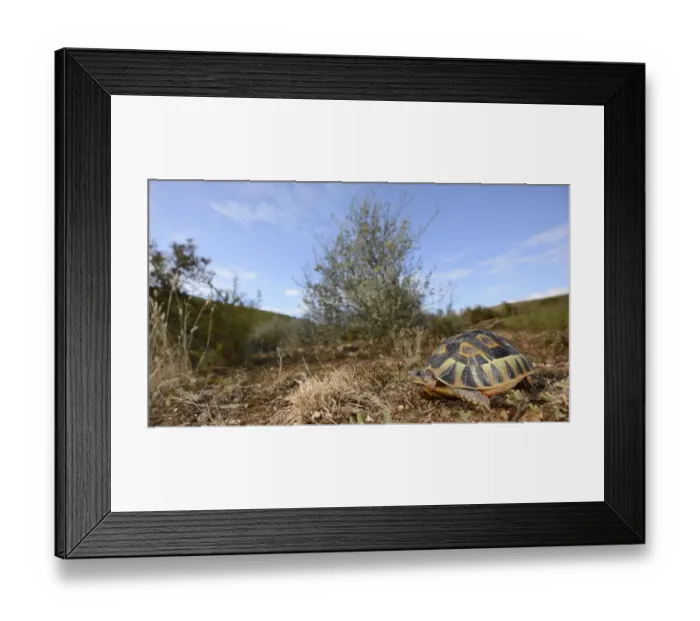 Framed Print : Angulate Tortoise (Chersina angulata) adult, resting in habitat, South Africa, February Framed Print : Angulate Tortoise (Chersina angulata) adult, resting in habitat, South Africa, February