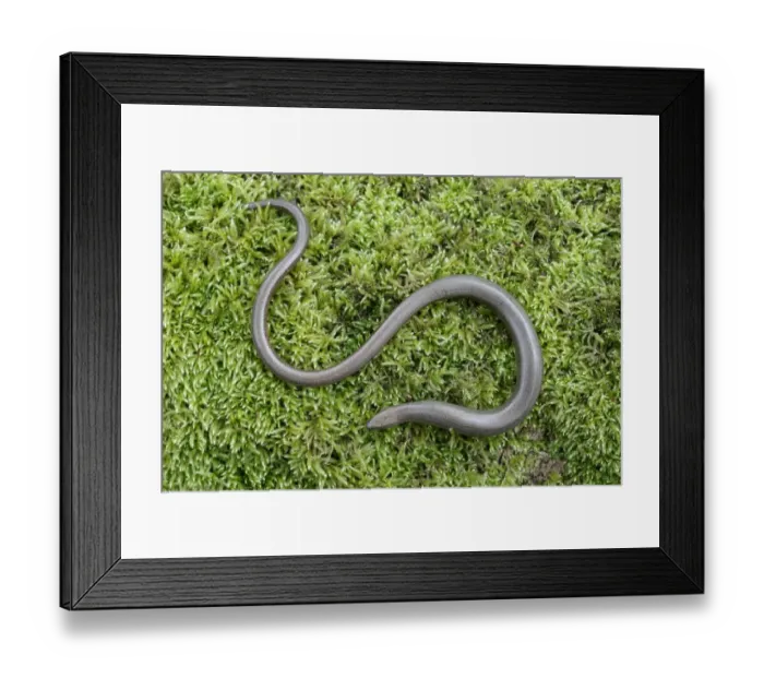 Framed Print : Slow-worm (Anguis fragilis) adult, resting on moss, Warwickshire, England, April Framed Print : Slow-worm (Anguis fragilis) adult, resting on moss, Warwickshire, England, April