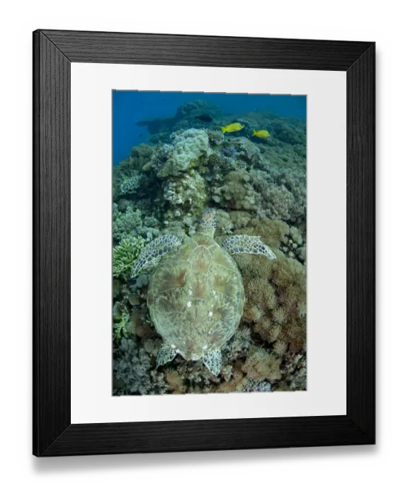 Framed Print : Green Sea Turtle (Chelonia mydas) adult, swimming over coral reef, Gili Lawa Laut, near Komodo Island, Komodo N. P