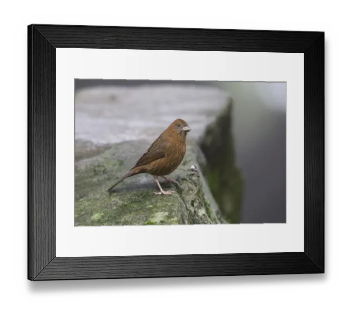 Framed Print : Vinaceous Rosefinch (Carpodacus vinaceus formosanus) adult female, standing on rock, Anmashan, Central Taiwan, May Framed Print : Vinaceous Rosefinch (Carpodacus vinaceus formosanus) adult female, standing on rock, Anmashan, Central Taiwan, May