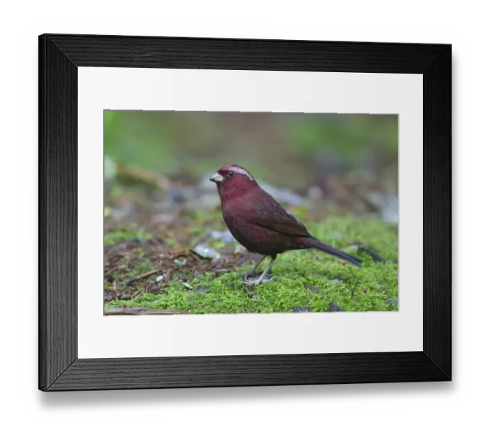 Framed Print : Vinaceous Rosefinch (Carpodacus vinaceus formosanus) adult male, standing on moss, Anmashan, Central Taiwan, May Framed Print : Vinaceous Rosefinch (Carpodacus vinaceus formosanus) adult male, standing on moss, Anmashan, Central Taiwan, May