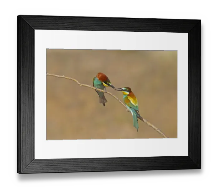 Framed Print : European Bee-eater (Merops apiaster) adult pair, courtship feeding, male passing insect to female, perched on twig