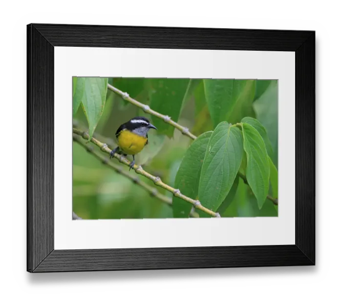 Framed Print : Bananaquit (Coereba flaveola) adult, perched on stem, Trinidad and Tobago, March Framed Print : Bananaquit (Coereba flaveola) adult, perched on stem, Trinidad and Tobago, March