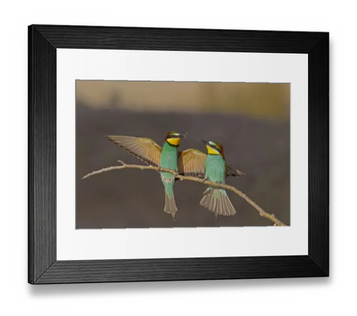 Framed Print : European Bee-eater (Merops apiaster) adult pair, courtship feeding, male passing insect to female, perched on twig Framed Print : European Bee-eater (Merops apiaster) adult pair, courtship feeding, male passing insect to female, perched on twig