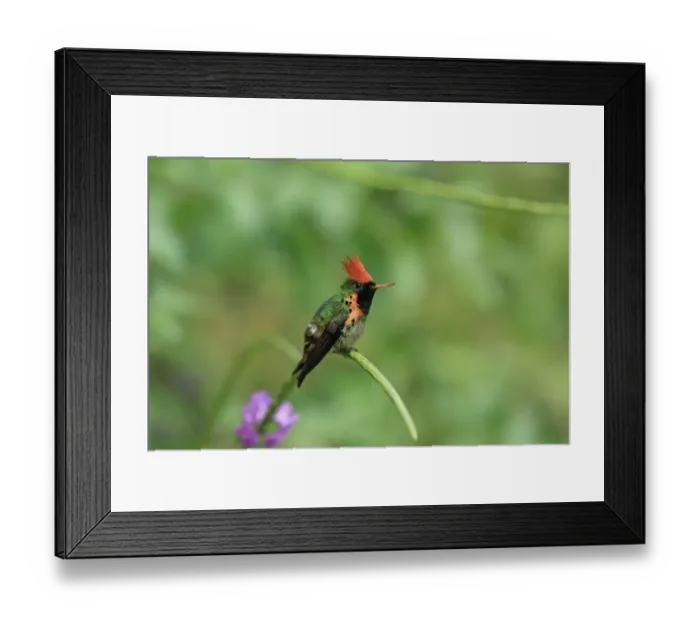 Framed Print : Tufted Coquette (Lophornis ornatus) adult male, perched on flowerhead, Trinidad, Trinidad and Tobago, April Framed Print : Tufted Coquette (Lophornis ornatus) adult male, perched on flowerhead, Trinidad, Trinidad and Tobago, April