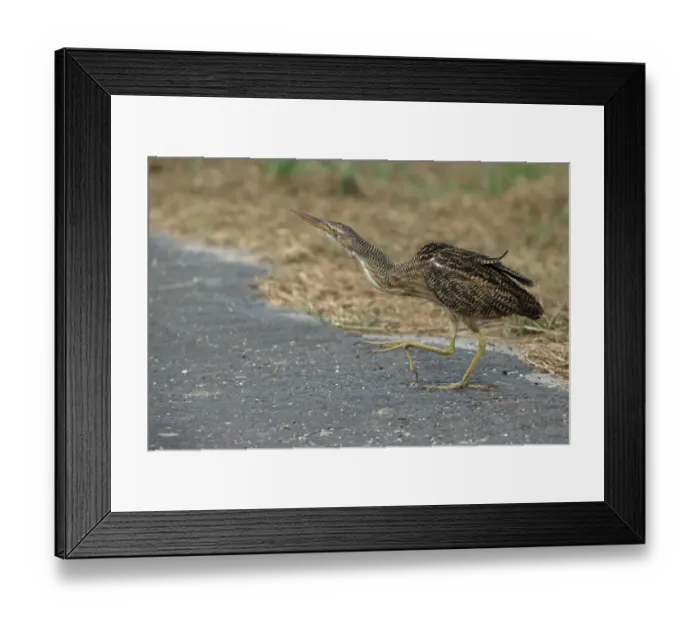 Framed Print : Pinnated Bittern (Botaurus pinnatus) adult, walking on tarmac, Trinidad, Trinidad and Tobago, March Framed Print : Pinnated Bittern (Botaurus pinnatus) adult, walking on tarmac, Trinidad, Trinidad and Tobago, March