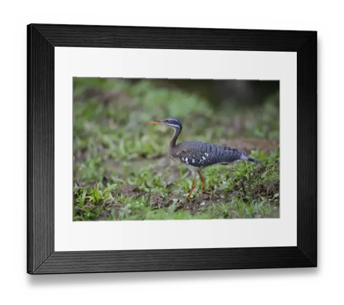 Framed Print : Sunbittern (Eurypyga helias) adult, standing on mud, Cerro Silencio, Turrialba, Costa Rica, January Framed Print : Sunbittern (Eurypyga helias) adult, standing on mud, Cerro Silencio, Turrialba, Costa Rica, January