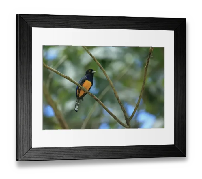 Framed Print : Violaceous Trogon (Trogon violaceus) adult male, perched on twig, Trinidad, Trinidad and Tobago, March Framed Print : Violaceous Trogon (Trogon violaceus) adult male, perched on twig, Trinidad, Trinidad and Tobago, March