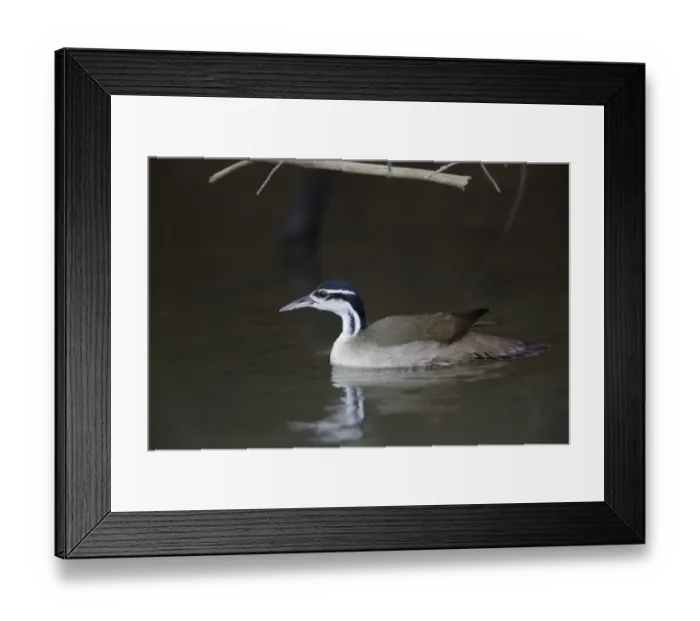 Framed Print : Sungrebe (Heliornis fulica) adult male, swimming, Cano Negro, Costa Rica, March Framed Print : Sungrebe (Heliornis fulica) adult male, swimming, Cano Negro, Costa Rica, March