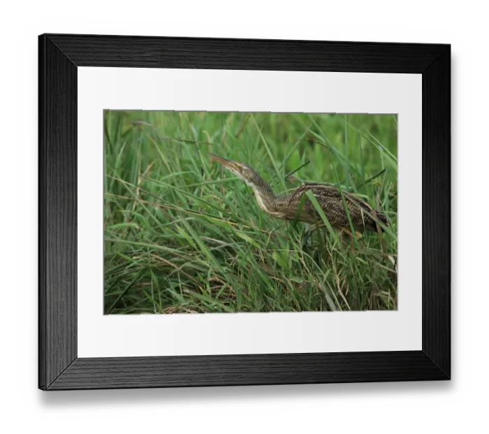Framed Print : Pinnated Bittern (Botaurus pinnatus) adult, walking amongst vegetation, Trinidad, Trinidad and Tobago, March Framed Print : Pinnated Bittern (Botaurus pinnatus) adult, walking amongst vegetation, Trinidad, Trinidad and Tobago, March