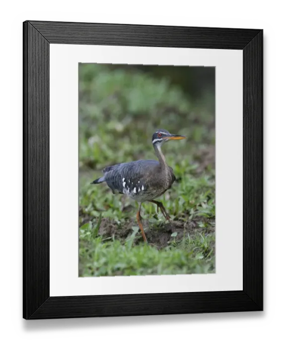 Framed Print : Sunbittern (Eurypyga helias) adult, walking on mud, Cerro Silencio, Turrialba, Costa Rica, January Framed Print : Sunbittern (Eurypyga helias) adult, walking on mud, Cerro Silencio, Turrialba, Costa Rica, January