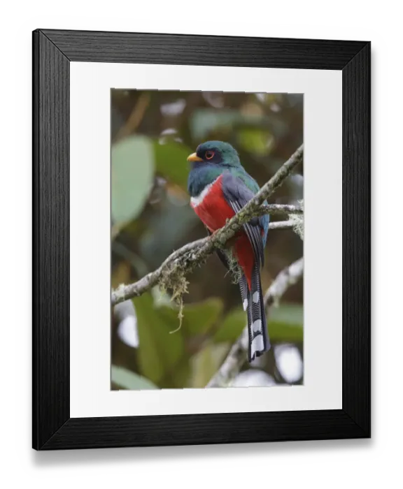 Framed Print : Collared Trogon (Trogon collaris) adult male, perched on branch, San Isidro, Andes, Napo Province, Ecuador, February Framed Print : Collared Trogon (Trogon collaris) adult male, perched on branch, San Isidro, Andes, Napo Province, Ecuador, February