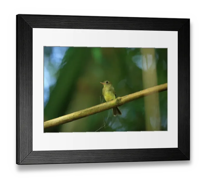 Framed Print : Eulers Flycatcher (Lathrotriccus euleri) adult, with nesting material in beak, perched on twig, Trinidad Framed Print : Eulers Flycatcher (Lathrotriccus euleri) adult, with nesting material in beak, perched on twig, Trinidad