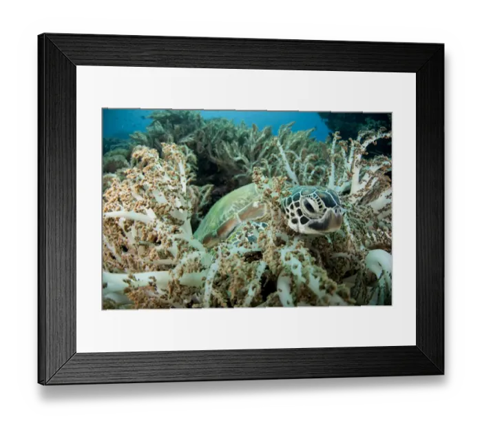 Framed Print : Green Sea Turtle (Chelonia mydas) adult, resting amongst coral, Gili Lawa Laut, near Komodo Island, Komodo N. P Framed Print : Green Sea Turtle (Chelonia mydas) adult, resting amongst coral, Gili Lawa Laut, near Komodo Island, Komodo N. P
