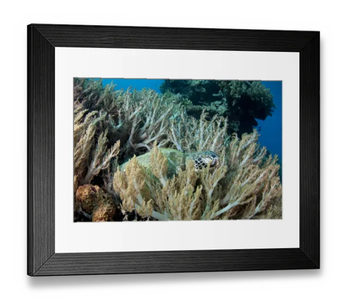 Framed Print : Green Sea Turtle (Chelonia mydas) adult, sleeping amongst coral, Gili Lawa Laut, near Komodo Island, Komodo N. P Framed Print : Green Sea Turtle (Chelonia mydas) adult, sleeping amongst coral, Gili Lawa Laut, near Komodo Island, Komodo N. P