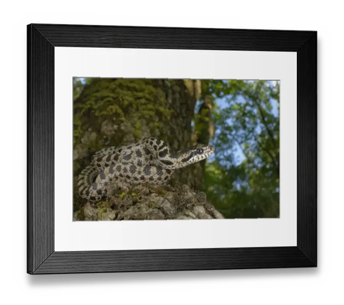 Framed Print : Four-lined Snake (Elaphe quatuorlineata) young, coiled on Downy Oak (Quercus pubescens) trunk, Croatia, April Framed Print : Four-lined Snake (Elaphe quatuorlineata) young, coiled on Downy Oak (Quercus pubescens) trunk, Croatia, April