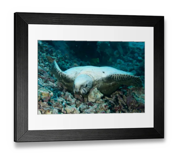Framed Print : Green Sea Turtle (Chelonia mydas) dead adult, laying on back underwater, Gili Lawa Laut, Komodo N. P Framed Print : Green Sea Turtle (Chelonia mydas) dead adult, laying on back underwater, Gili Lawa Laut, Komodo N. P