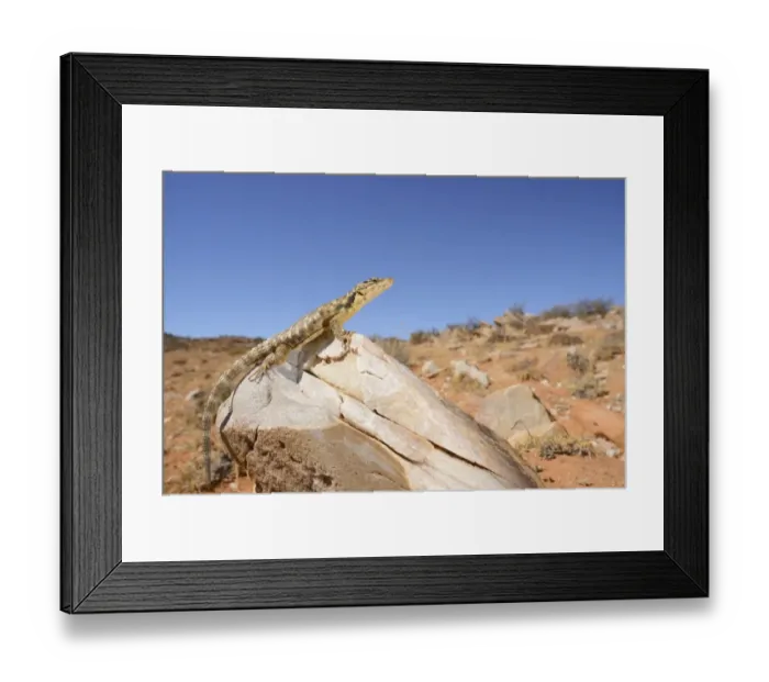 Framed Print : African Spiny-tailed Lizard (Cordylus polyzonus) adult, resting on rock in desert habitat, South Africa, February Framed Print : African Spiny-tailed Lizard (Cordylus polyzonus) adult, resting on rock in desert habitat, South Africa, February