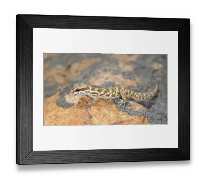 Framed Print : Calvinia Thick-toed Gecko (Pachydactylus labialis) adult, resting on rock, Namaqualand, Northern Cape, South Africa