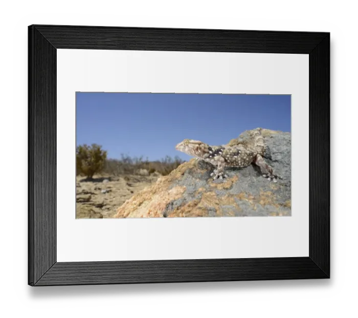 Framed Print : Bibrons Thick-toed Gecko (Chondrodactylus bibronii) adult, resting on rock in desert habitat, Namaqualand Framed Print : Bibrons Thick-toed Gecko (Chondrodactylus bibronii) adult, resting on rock in desert habitat, Namaqualand