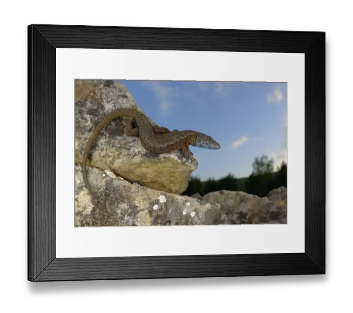 Framed Print : Blue-throated Keeled Lizard (Algyroides nigropunctatus) adult, basking on rocks, Croatia, April Framed Print : Blue-throated Keeled Lizard (Algyroides nigropunctatus) adult, basking on rocks, Croatia, April