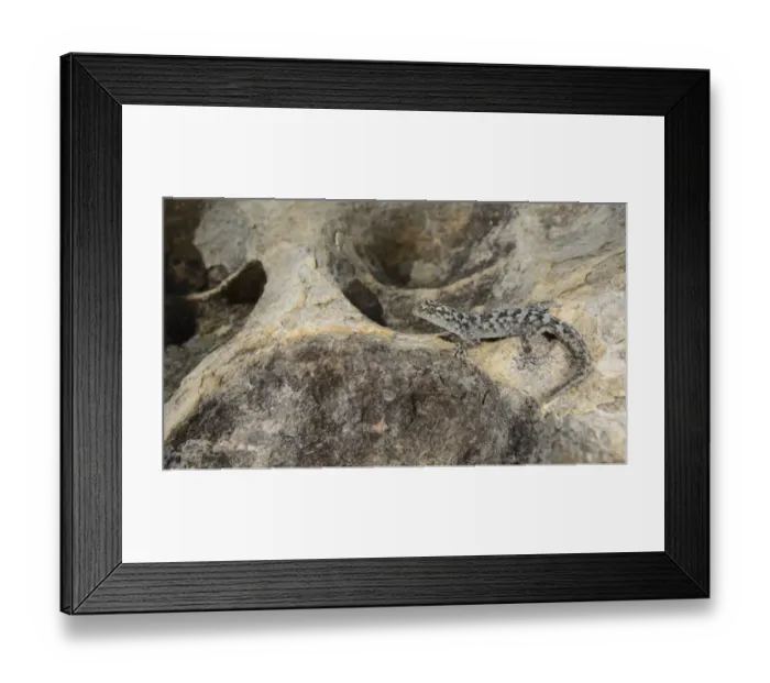 Framed Print : Small-scaled Leaf-toed Gecko (Goggia microlepidota) adult, resting on rock, Winterhoekberge, Western Cape Framed Print : Small-scaled Leaf-toed Gecko (Goggia microlepidota) adult, resting on rock, Winterhoekberge, Western Cape