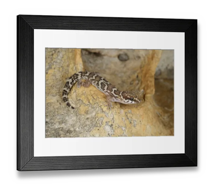 Framed Print : Smiths Thick-toed Gecko (Pachydactylus formosus) adult, resting on rock, South Africa, February Framed Print : Smiths Thick-toed Gecko (Pachydactylus formosus) adult, resting on rock, South Africa, February