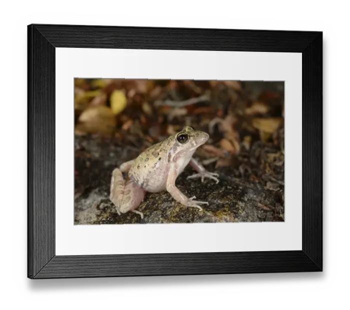 Framed Print : Grays Stream Frog (Strongylopus grayii) adult, sitting on rocks, South Africa, February Framed Print : Grays Stream Frog (Strongylopus grayii) adult, sitting on rocks, South Africa, February