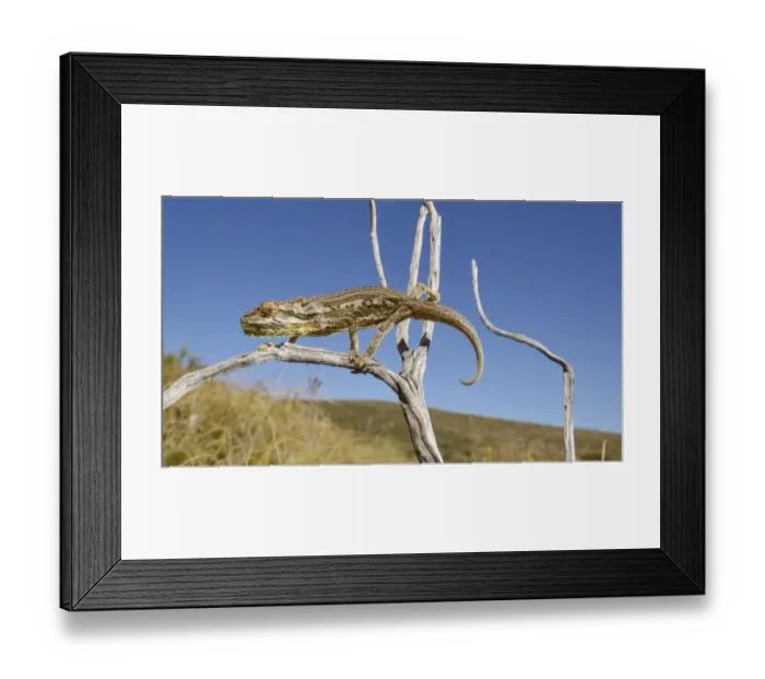 Framed Print : Robertson Dwarf Chameleon (Bradypodion gutturale) adult, climbing on twig, Western Cape, South Africa, February Framed Print : Robertson Dwarf Chameleon (Bradypodion gutturale) adult, climbing on twig, Western Cape, South Africa, February