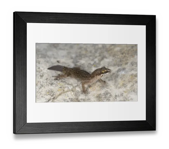 Framed Print : Ocellated Thick-toed Gecko (Pachydactylus geitje) adult, standing on rock, Western Cape, South Africa, February Framed Print : Ocellated Thick-toed Gecko (Pachydactylus geitje) adult, standing on rock, Western Cape, South Africa, February