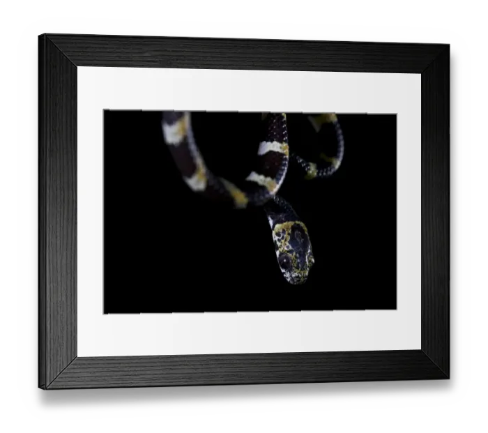 Framed Print : Slender Snail Sucker (Sibon dimidiatus) adult, close-up of head, in cloudforest, Cusuco N. P Framed Print : Slender Snail Sucker (Sibon dimidiatus) adult, close-up of head, in cloudforest, Cusuco N. P