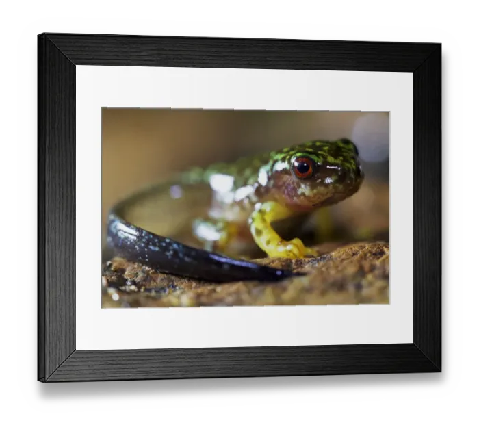 Framed Print : Copan Brook Frog (Duellmanohyla soralia) metamorphosing froglet with tail, in cloudforest, Cusuco N. P Framed Print : Copan Brook Frog (Duellmanohyla soralia) metamorphosing froglet with tail, in cloudforest, Cusuco N. P