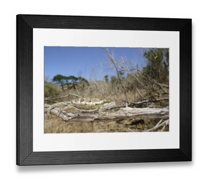 Framed Print : Namaqua Dwarf Chameleon (Bradypodion occidentale) adult, climbing on branch, South Africa, February Framed Print : Namaqua Dwarf Chameleon (Bradypodion occidentale) adult, climbing on branch, South Africa, February