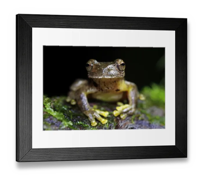 Framed Print : Copan Stream Frog (Ptychohyla hypomykter) adult, in cloudforest, Cusuco N. P. Sierra del Merendon, Honduras, July