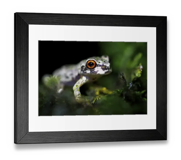 Framed Print : Honduras Spikethumb Frog (Plectrohyla dasypus) adult, in cloudforest, Cusuco N. P. Sierra del Merendon, Honduras, July Framed Print : Honduras Spikethumb Frog (Plectrohyla dasypus) adult, in cloudforest, Cusuco N. P. Sierra del Merendon, Honduras, July