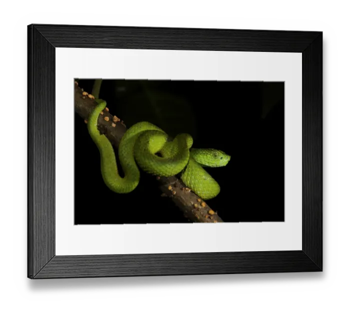 Framed Print : Honduran Palm-pitviper (Bothriechis marchi) juvenile, coiled on branch, in cloudforest, Cusuco N. P Framed Print : Honduran Palm-pitviper (Bothriechis marchi) juvenile, coiled on branch, in cloudforest, Cusuco N. P