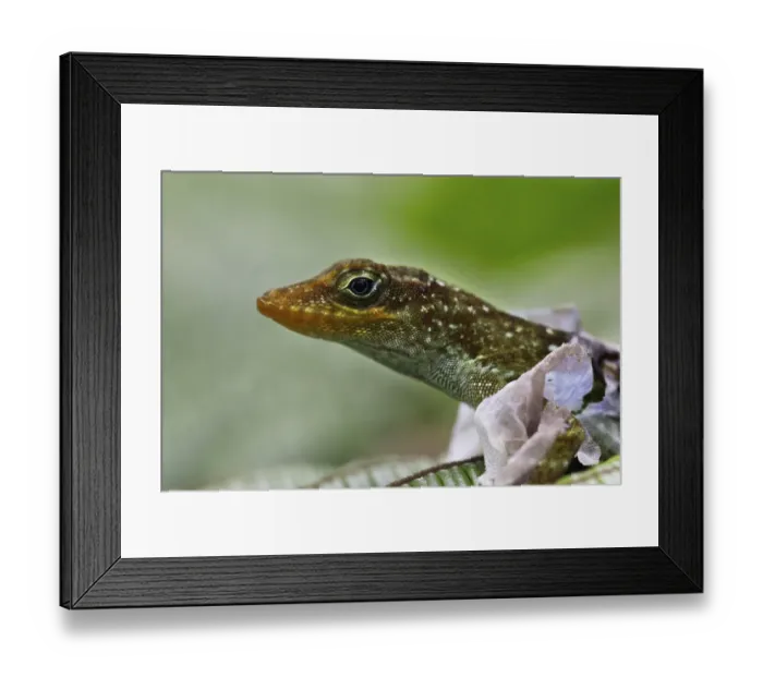 Framed Print : Dominican Anole (Anolis oculatus) adult, close-up of head, shedding skin, Dominica, Lesser Antilles, June Framed Print : Dominican Anole (Anolis oculatus) adult, close-up of head, shedding skin, Dominica, Lesser Antilles, June
