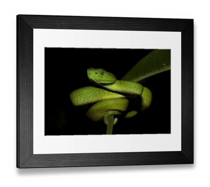 Framed Print : Honduran Palm-pitviper (Bothriechis marchi) juvenile, coiled on leaf stem, in cloudforest, Cusuco N. P