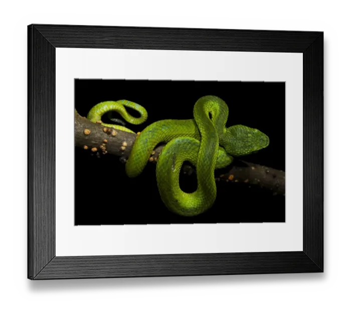 Framed Print : Honduran Palm-pitviper (Bothriechis marchi) juvenile, coiled on branch, in cloudforest, Cusuco N. P