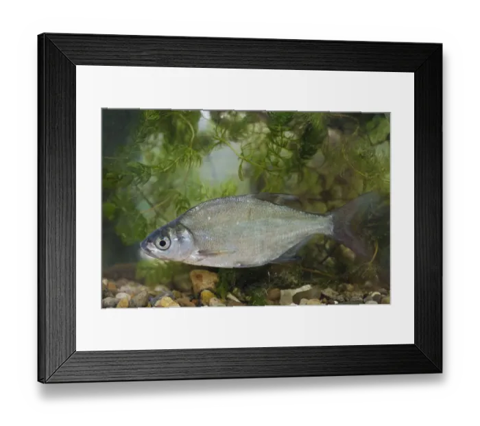 Framed Print : Common Bream (Abramis brama) adult, swimming, Nottingham, Nottinghamshire, England, August (captive) Framed Print : Common Bream (Abramis brama) adult, swimming, Nottingham, Nottinghamshire, England, August (captive)
