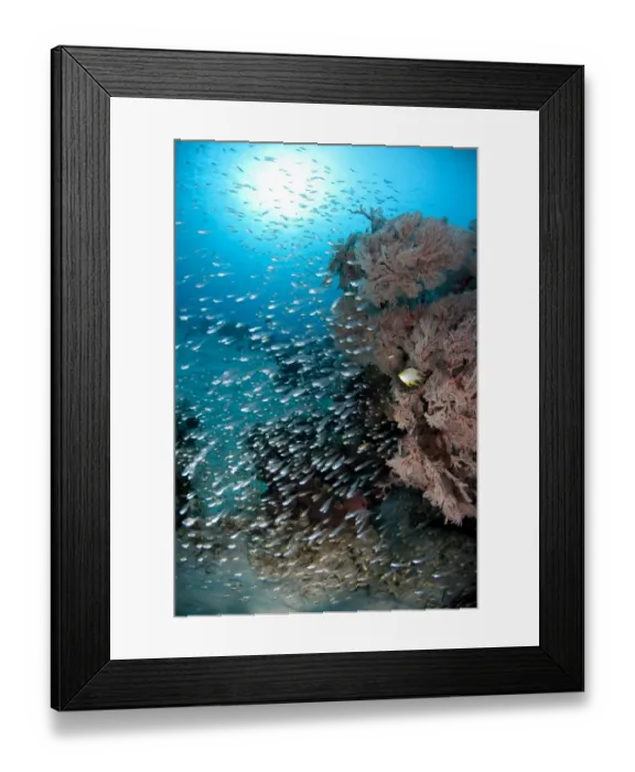 Framed Print : Bleekers Cardinalfish (Archamia bleekeri) shoal, swimming beside coral bommie, Gili Lawa Laut, near Komodo Island Framed Print : Bleekers Cardinalfish (Archamia bleekeri) shoal, swimming beside coral bommie, Gili Lawa Laut, near Komodo Island