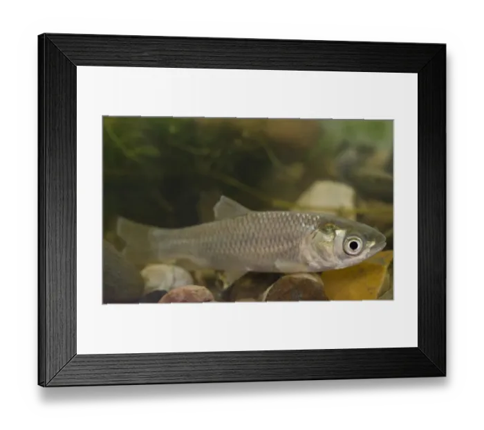 Framed Print : Grass Carp (Ctenopharyngodon idella) immature, in tank, Nottingham, Nottinghamshire, England, October Framed Print : Grass Carp (Ctenopharyngodon idella) immature, in tank, Nottingham, Nottinghamshire, England, October
