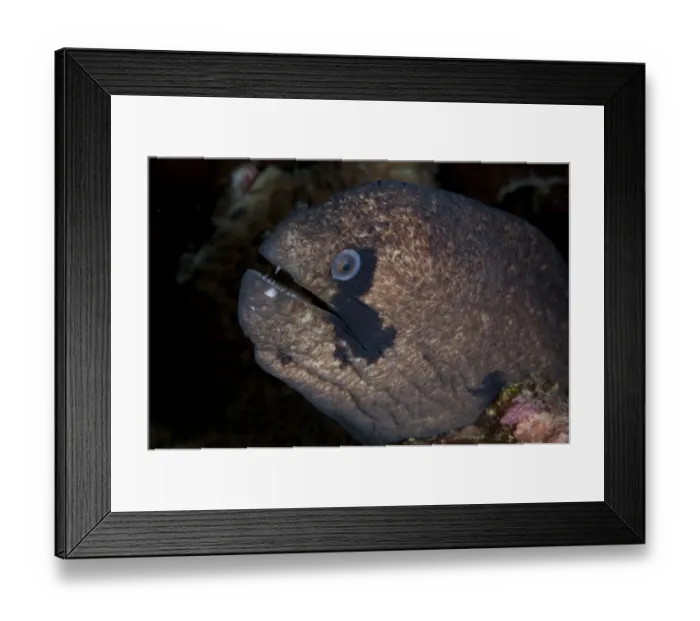Framed Print : Blackcheek Moray (Gymnothorax breedeni) adult, close-up of head, Christmas Island, Australia, November Framed Print : Blackcheek Moray (Gymnothorax breedeni) adult, close-up of head, Christmas Island, Australia, November