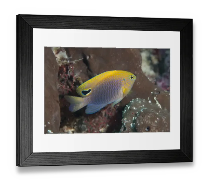 Framed Print : Princess Damselfish (Pomacentrus vaiuli) adult, swimming, Manado, Sulawesi, Greater Sunda Islands, Indonesia, August Framed Print : Princess Damselfish (Pomacentrus vaiuli) adult, swimming, Manado, Sulawesi, Greater Sunda Islands, Indonesia, August
