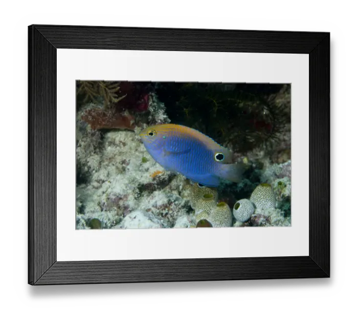 Framed Print : Princess Damselfish (Pomacentrus vaiuli) adult, swimming, Raja Ampat Islands (Four Kings), West Papua, New Guinea Framed Print : Princess Damselfish (Pomacentrus vaiuli) adult, swimming, Raja Ampat Islands (Four Kings), West Papua, New Guinea